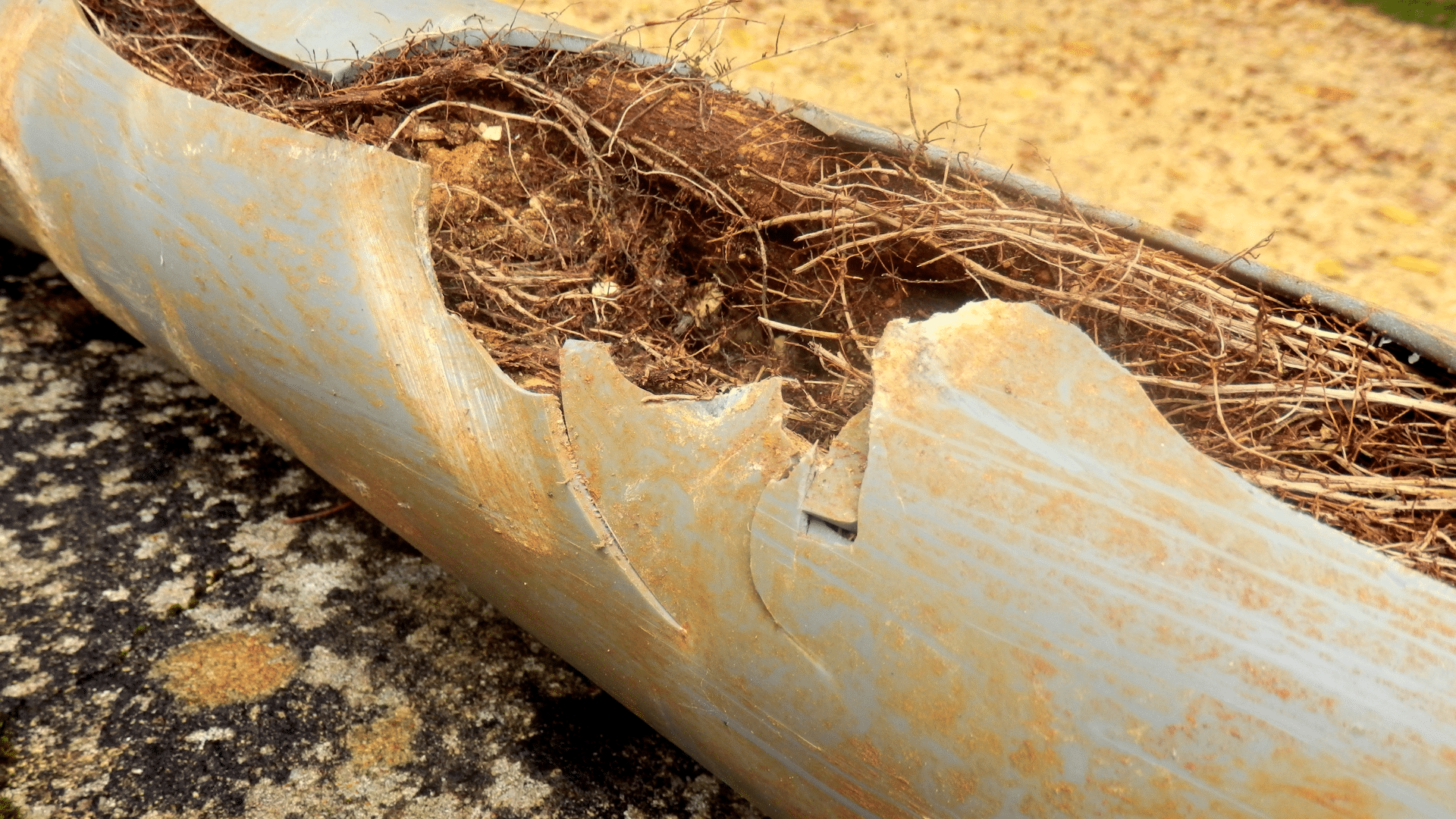 tree roots in a pipeline